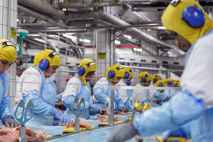  Abate de bovinos, suínos e frango teve alta no terceiro trimestre