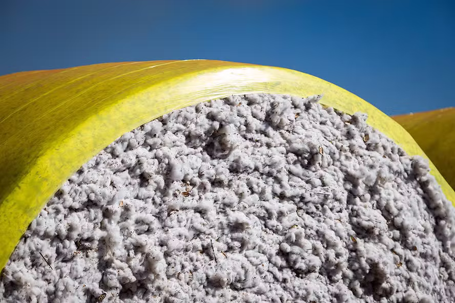 Algodão, etanol de milho e leguminosas de MT terão convênio para promoção de exportações