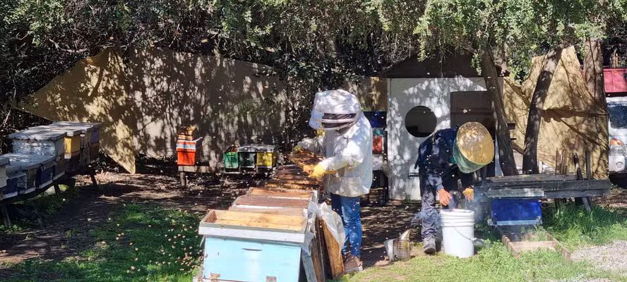 Apicultores do Chile apostam no Brasil para ampliar as exportações de abelhas-rainhas