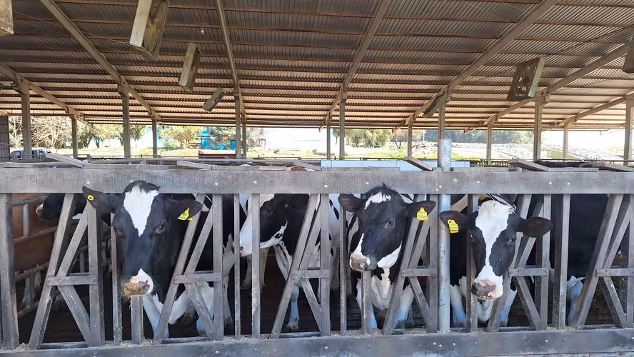  Após ano de crescimento, setor de leite tende a colocar o pé no freio em 2026