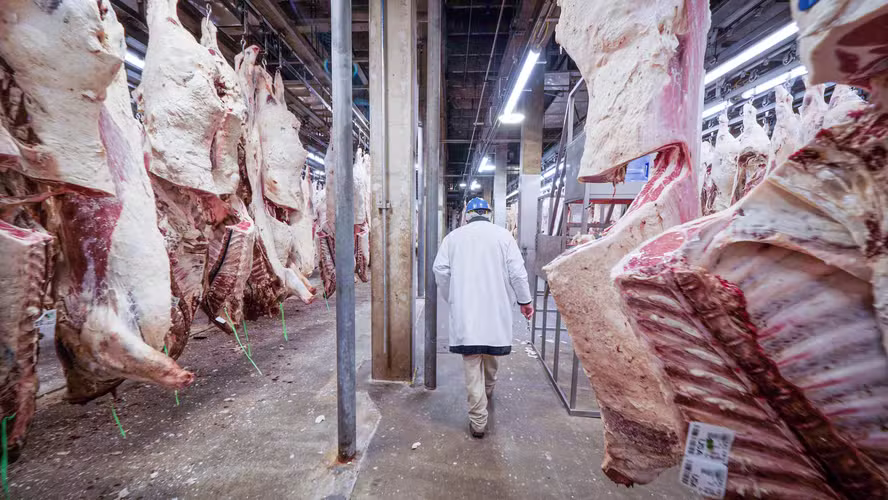 Após resultados financeiros fracos, setor de carnes deve se recuperar no quarto trimestre