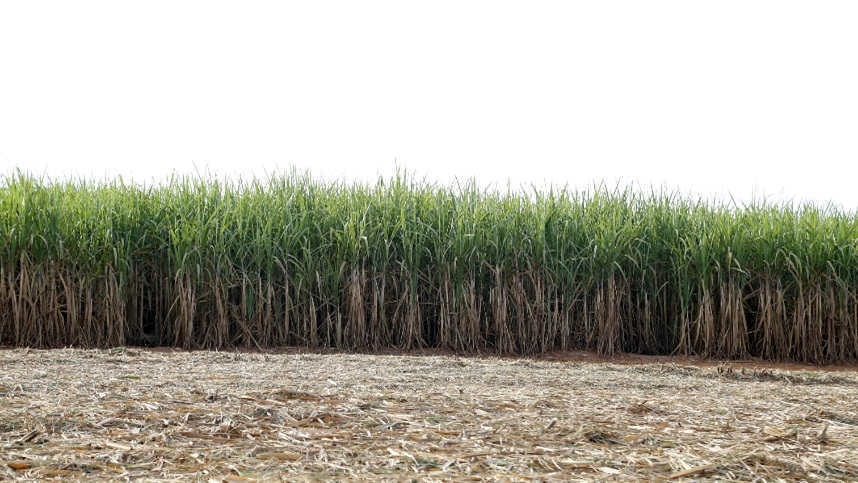  Avanço tecnológico transforma produção agrícola