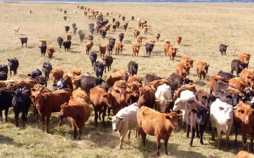 Banco do Brasil espera liberar recurso para pastagens no primeiro semestre