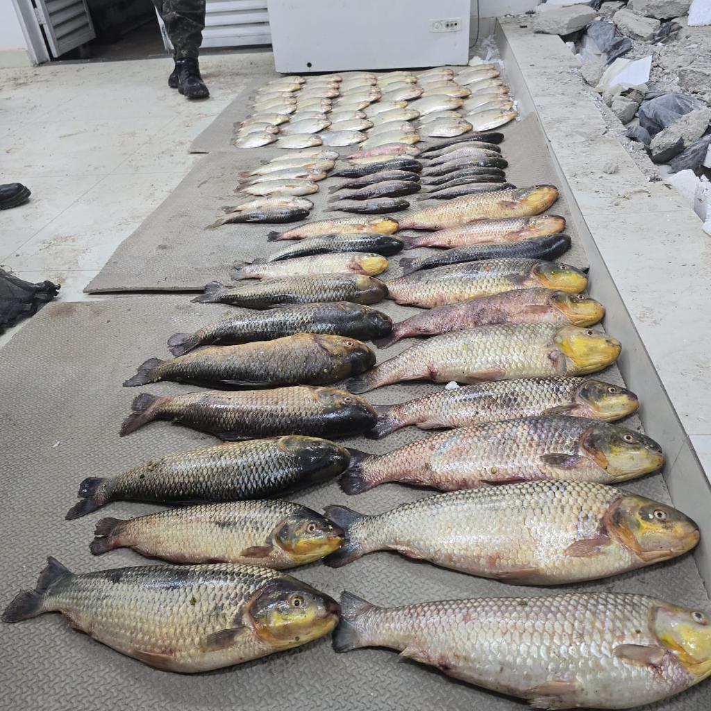 Batalhão Ambiental da PM prende suspeito por pesca irregular e apreende 86 unidades
