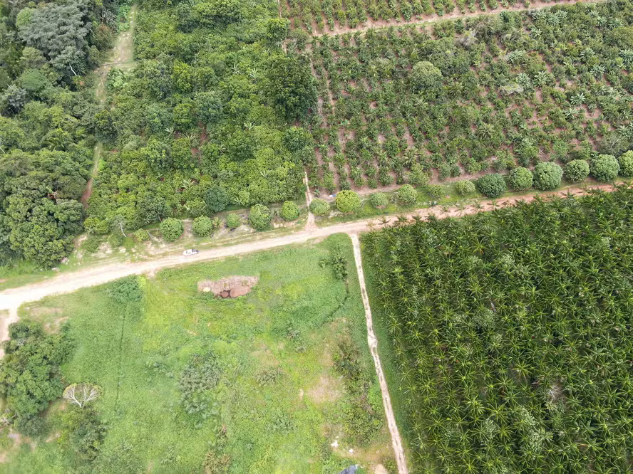  Belterra vai investir R$ 135 milhões em recuperação de pastagens e agroflorestas