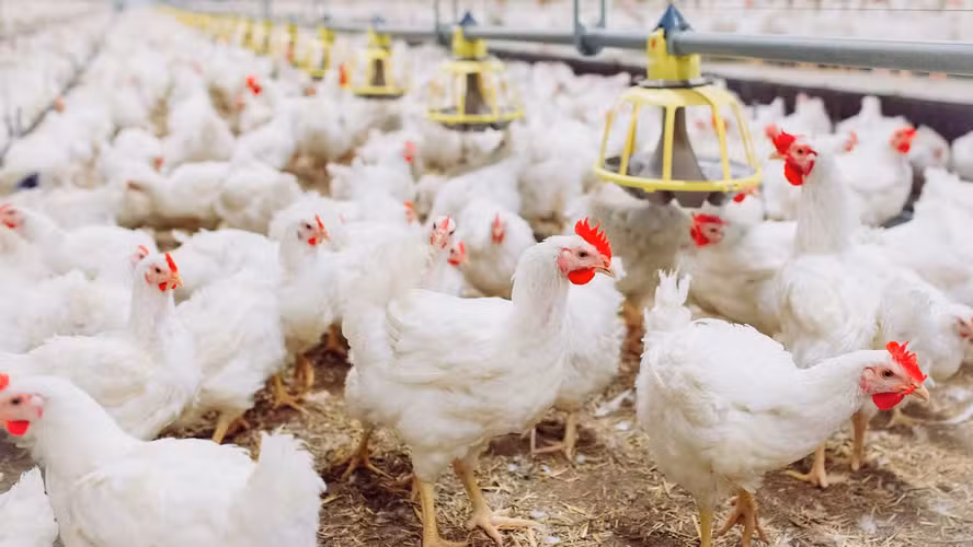 Brasil retoma exportações de carne de frango para a Malásia