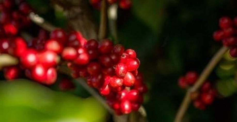Café se mantém com preços em alta na bolsa de Nova York