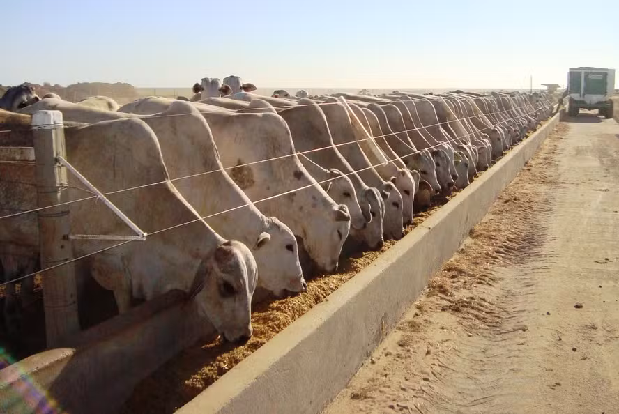 Confinamento de gado cresceu 16% em 2025 no Brasil