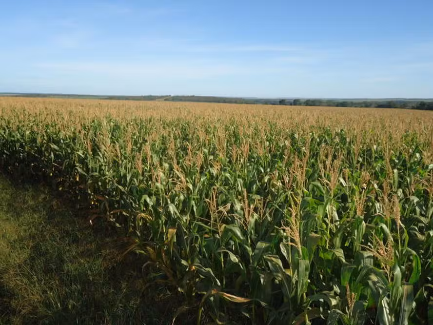 Credores rejeitam plano de recuperação do Grupo Pelissari, de Mato Grosso