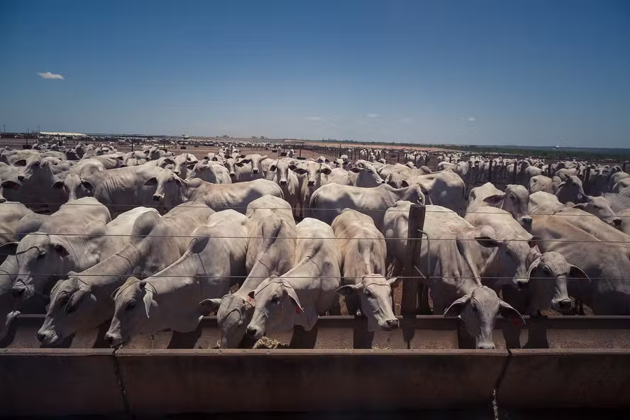 Crise de oferta de gado nos EUA deve persistir até 2027