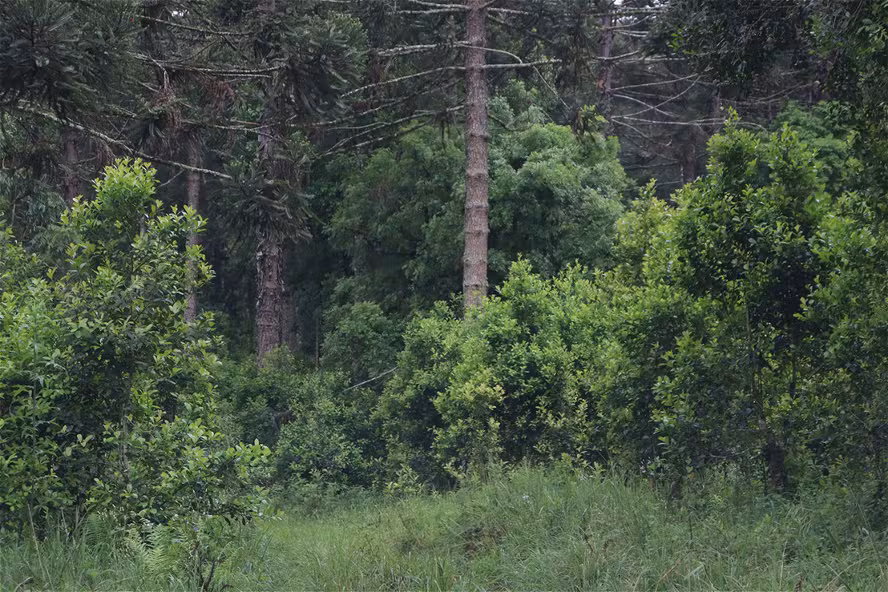  Cultivo sombreado é opção de manejo sustentável da erva-mate