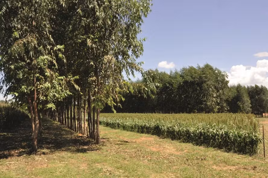 Em nova fase, Regenera Cerrado medirá emissões de carbono