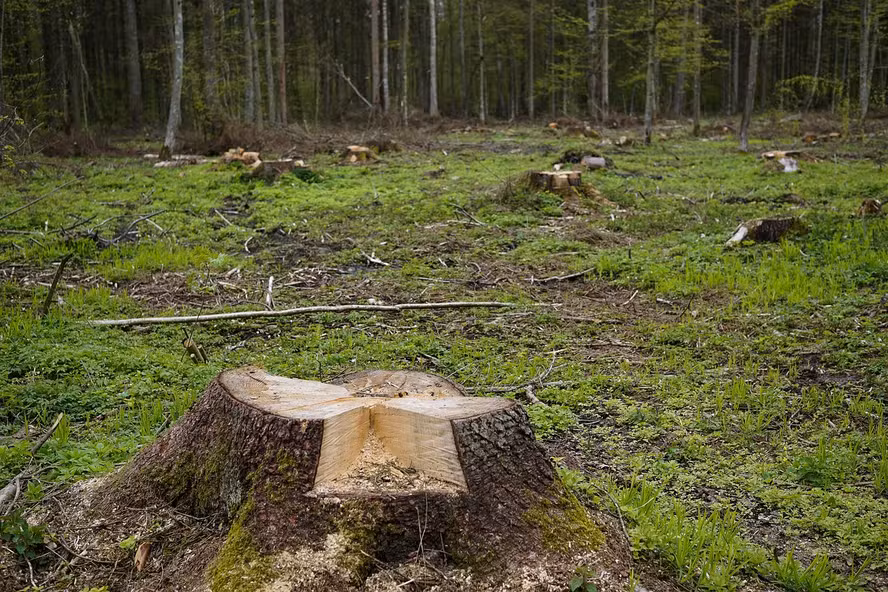 Governo cobra quase meio bilhão de reais de infratores ambientais