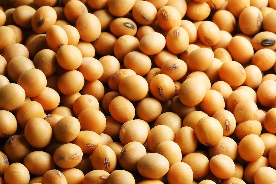 Grupo Formoso, dono da Uniggel Sementes, pede recuperação judicial