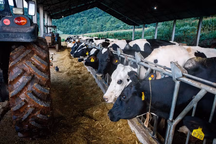 Manejo de dejetos na pecuária é alternativa contra emissão de metano