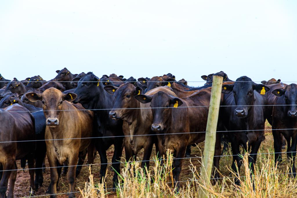Mato Grosso avança nas metas do Plano ABC+ e amplia práticas sustentáveis no campo