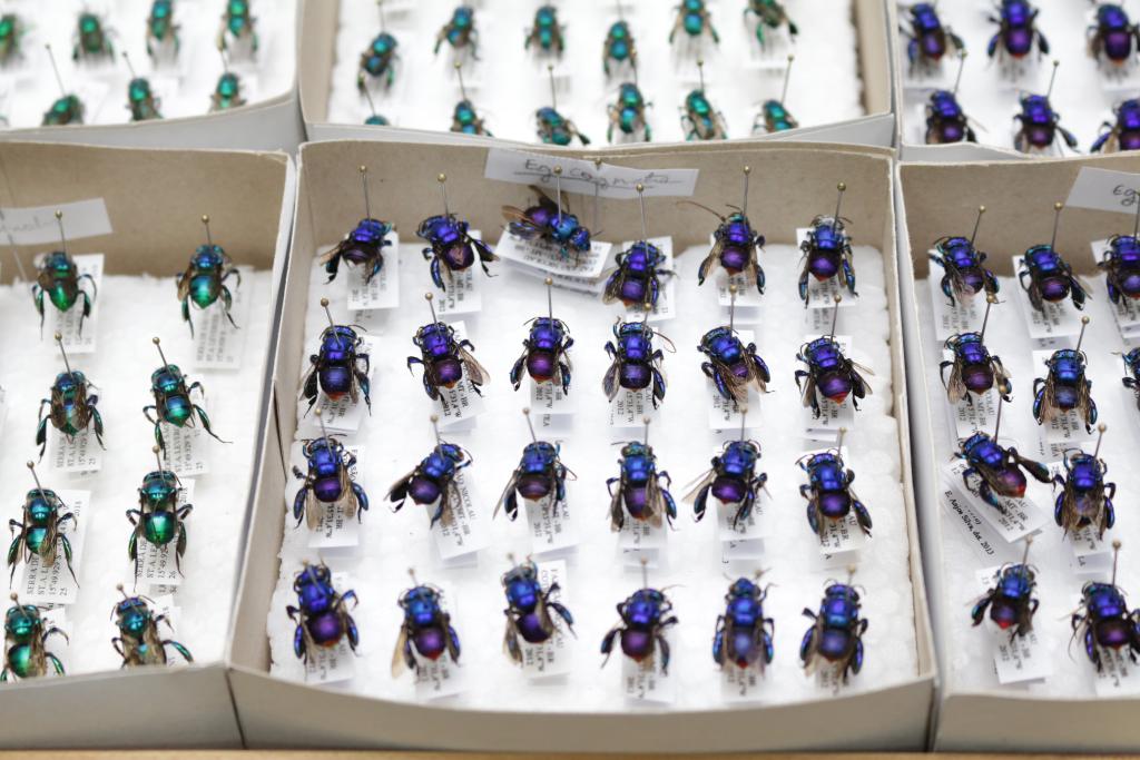 Parceria entre Unemat e 29 instituições consolida base de dados única sobre abelhas brasileiras