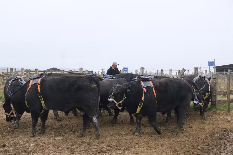 Pecuária avança, mas precisa acelerar ações contra emissões de metano