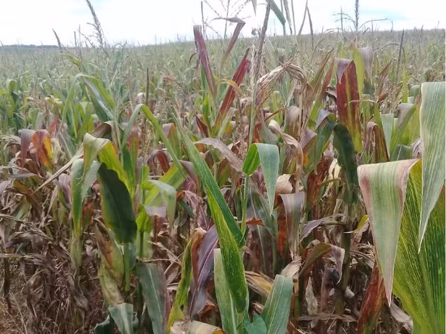  Perdas de milho por enfezamentos podem passar de 60%; veja como prevenir
