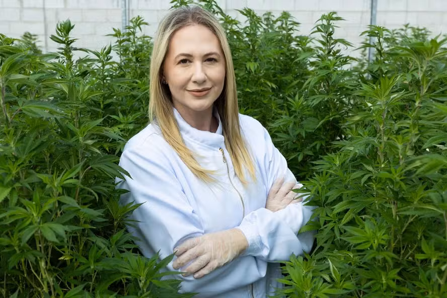 Pesquisadora que abriu caminho à cannabis medicinal vê espaço para país elevar o teor de THC
