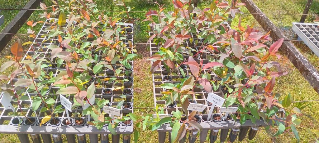Pesquisadores desenvolvem tecnologia sustentável para produção de mudas florestais em MT