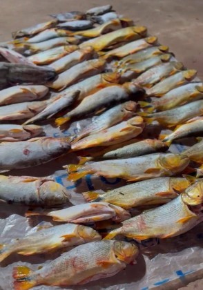 PM prende homem com 200 quilos de pescado irregular dentro de carro no MT; VEJA VÍDEO
