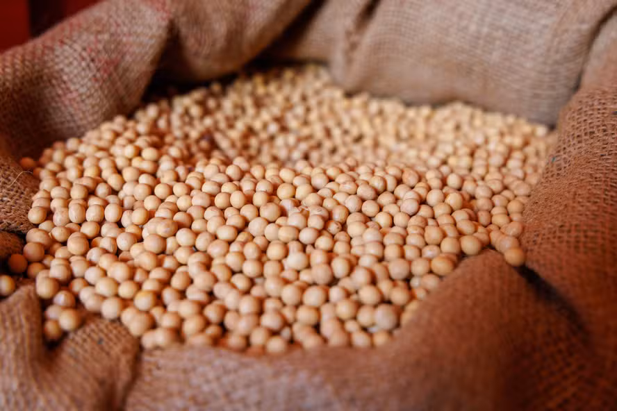 Preço da soja começa mês em baixa no Brasil
