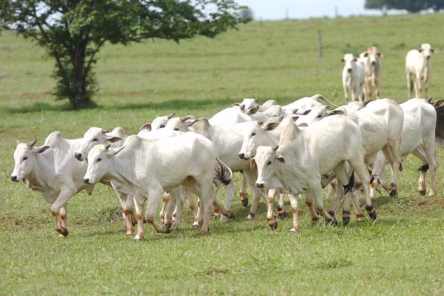 Preço do boi gordo abre a semana com estabilidade na maior parte do Brasil
