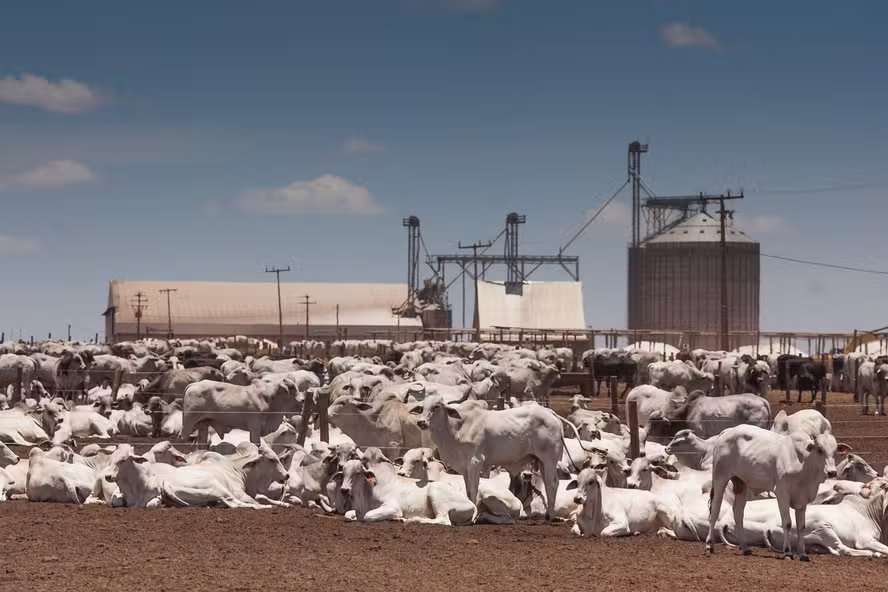  Preço do boi gordo em janeiro tem maior diferença em relação à carne em 24 anos