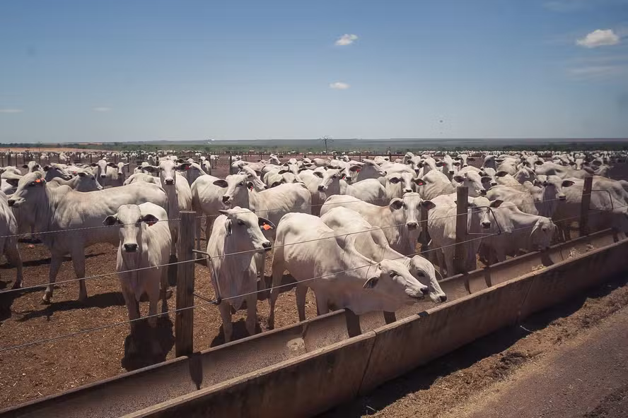  Preço do boi gordo encerra a semana com estabilidade