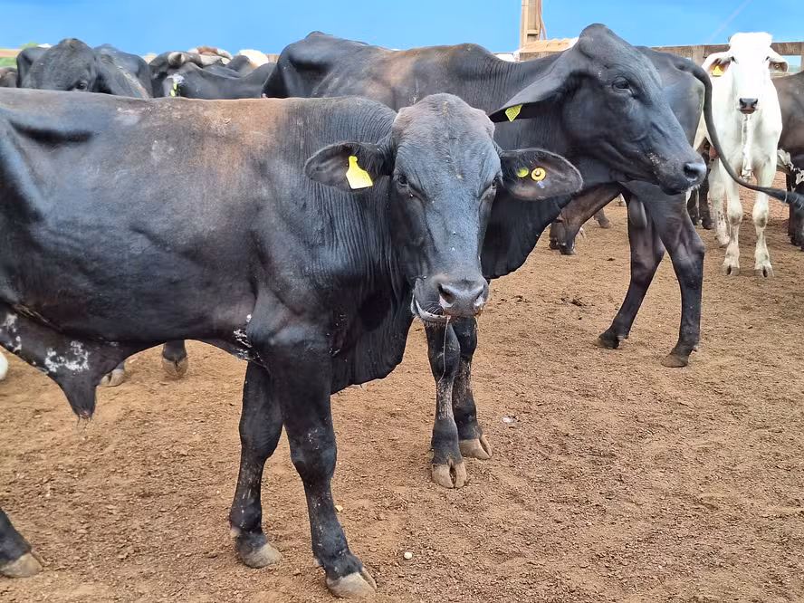  Preço do boi gordo fica estável, mas tendência é de alta