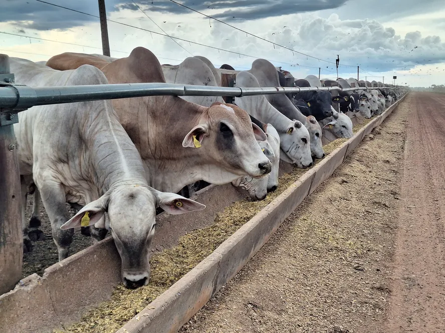 Preço do boi gordo segue sem mudanças na maioria das regiões do Brasil