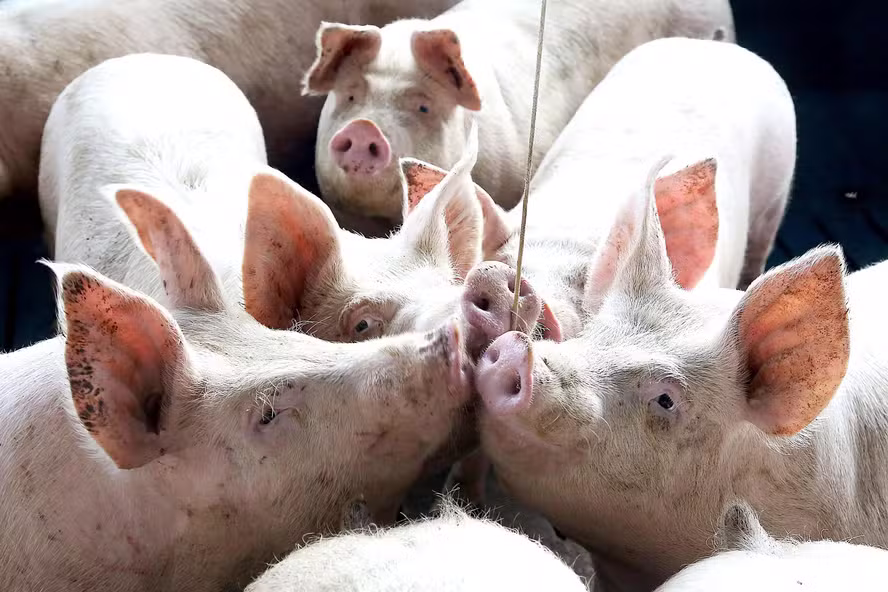 Preço do suíno vivo inicia setembro com os maiores valores em dez meses