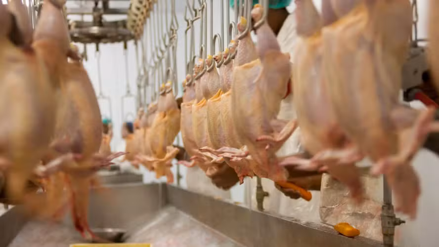 Produção de carne de frango pode atingir recorde em 2026