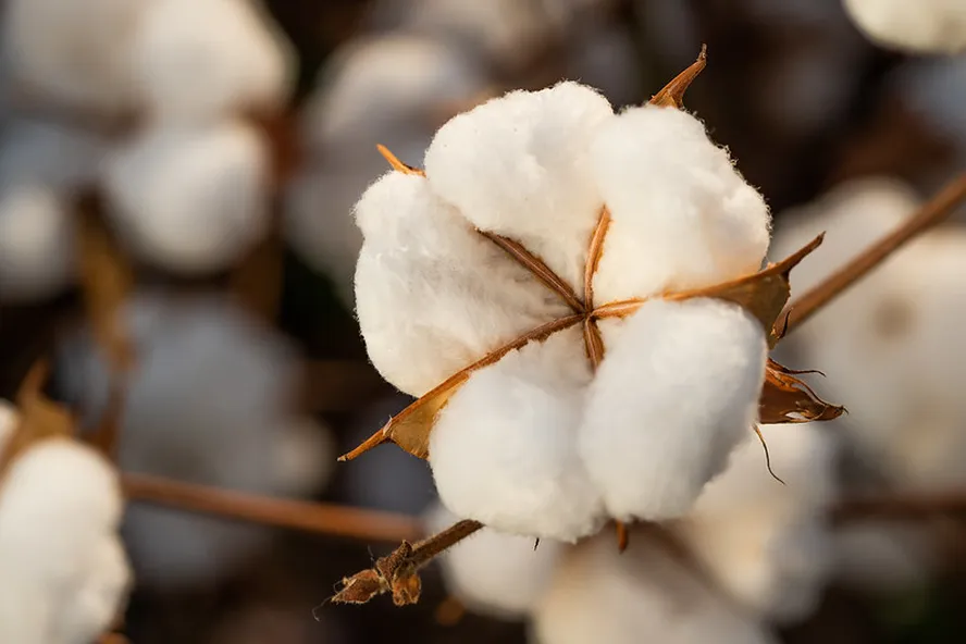 Produção de commodities no Brasil é concentrada e desafia logística