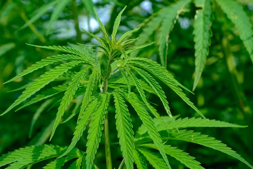 Produtores de seis Estados planejam cultivo experimental de cânhamo industrial em 2026
