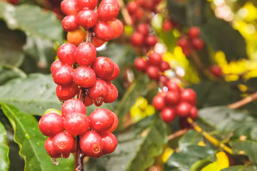 Recuperação na safra de café do Brasil traz alívio para oferta global