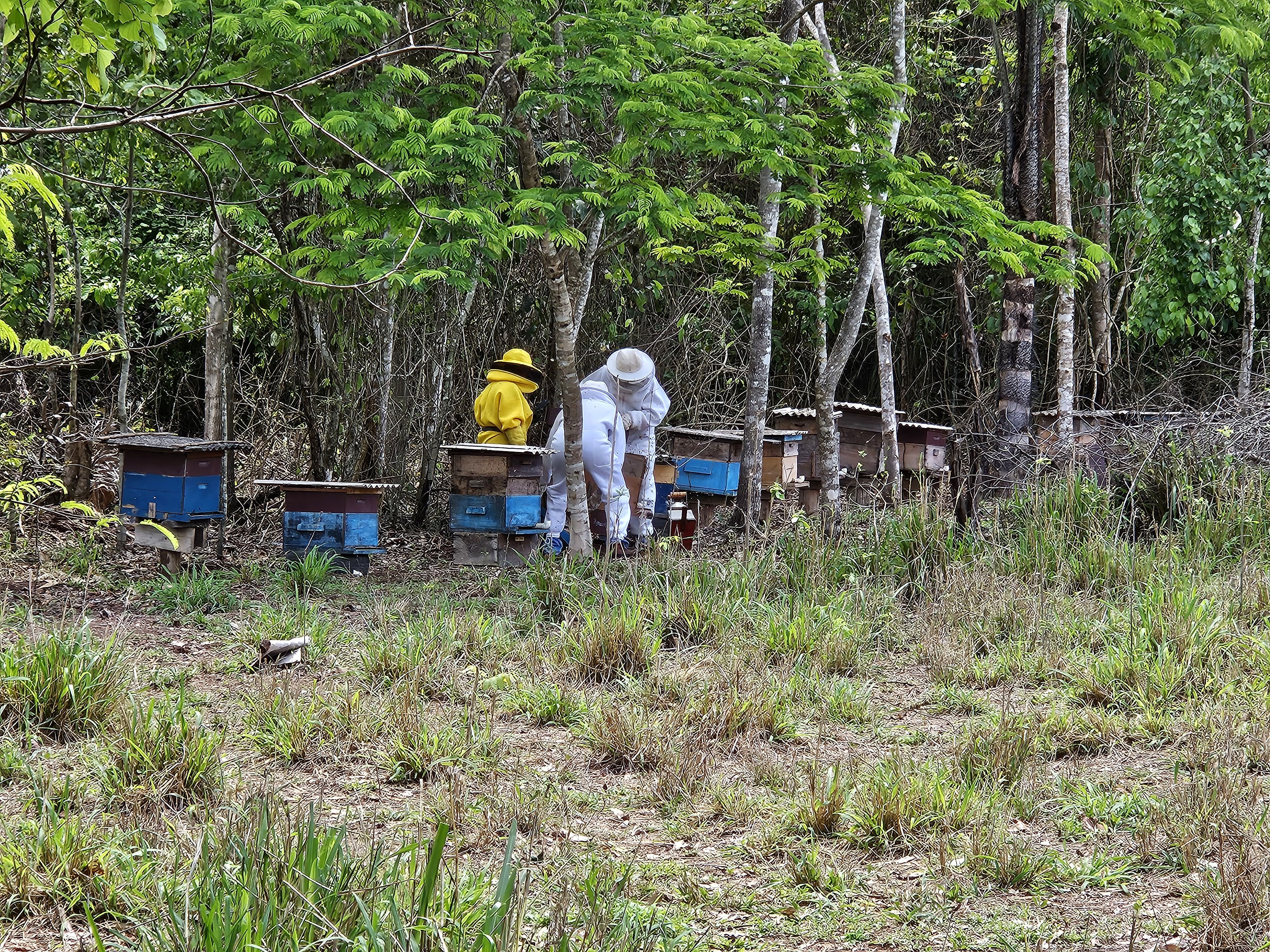  Seaf apoia a produção de mel e Alta Floresta promove integração entre apicultores e meliponicultores da Amazônia Mato-grossense