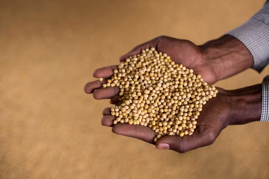 Sem subvenção para seguro da soja, produtores são cobrados e reclamam