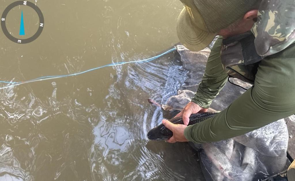 Sema apreende 47 kg de pescado irregular no primeiro mês do defeso da piracema