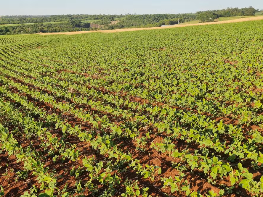  Soja avança em Chicago diante de preocupações com o clima na Argentina