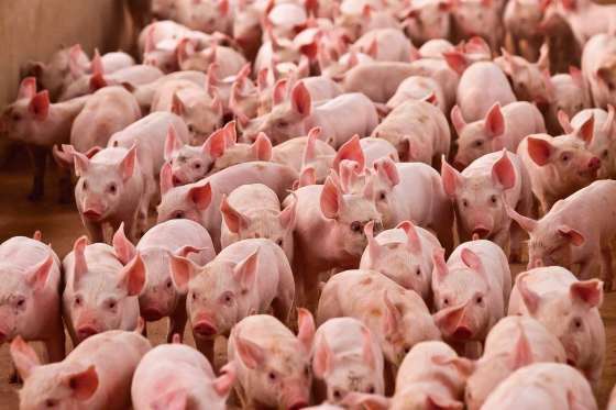 Tapurah se consolida como potência nacional na criação de suínos, aponta IBGE