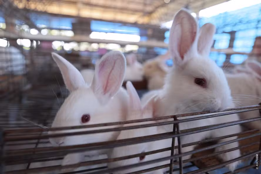  Técnica pioneira de ordenha de coelhas promete reduzir mortalidade de filhotes