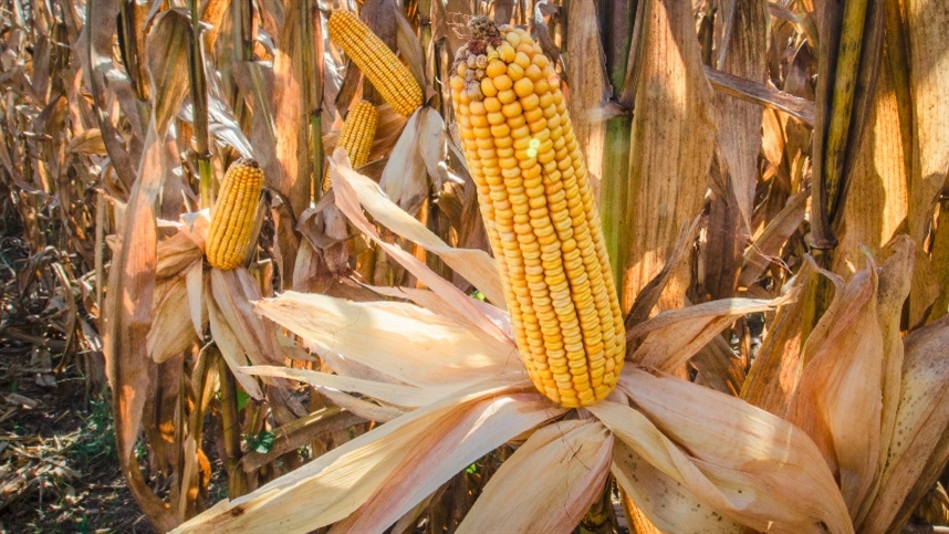 USDA aponta aumento da oferta global de soja e milho